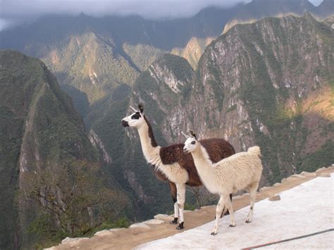 former machu picchu resident|who lived at machu picchu.